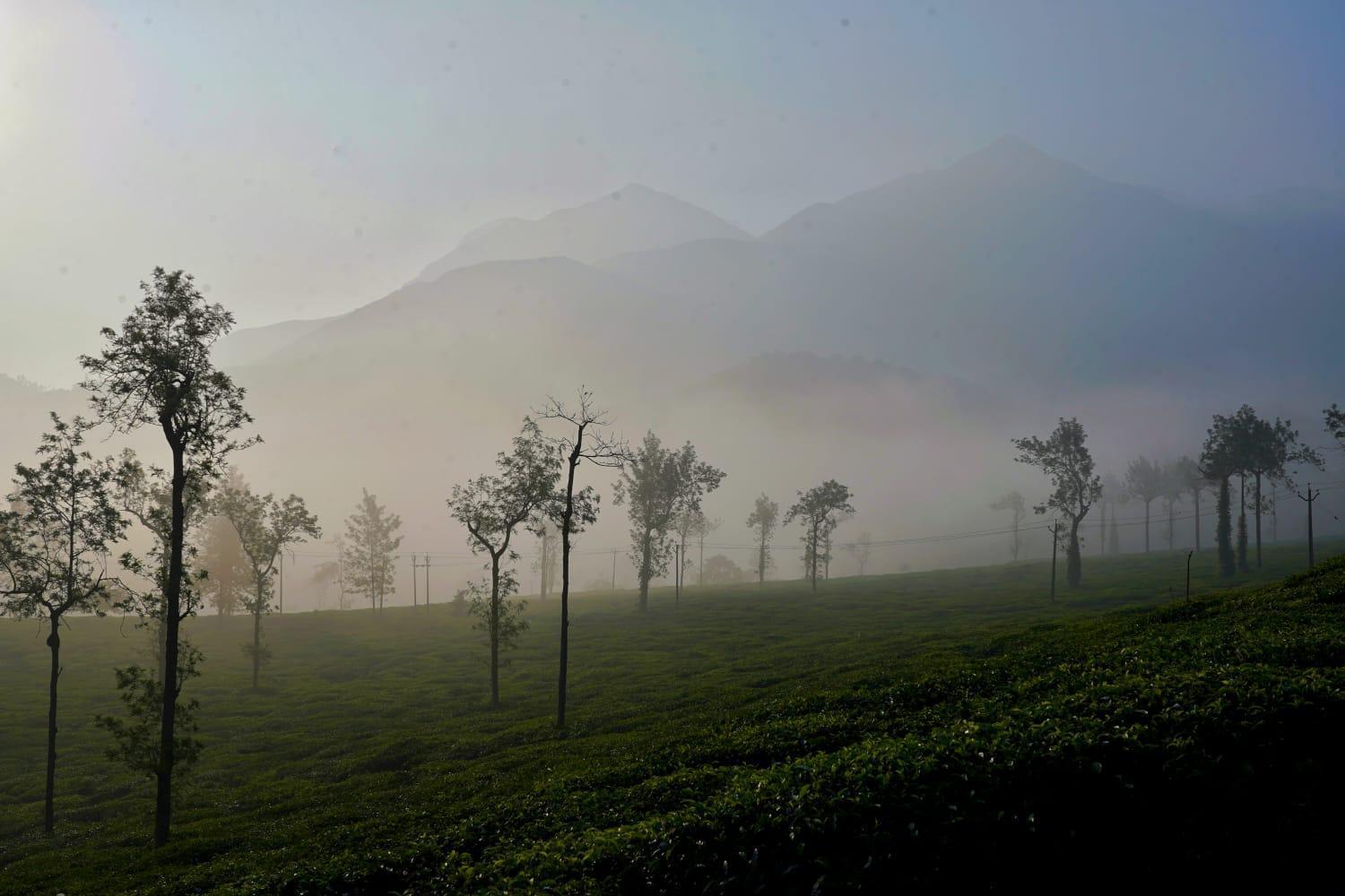 Padikkal Bungalow Vythiri Exteriér fotografie